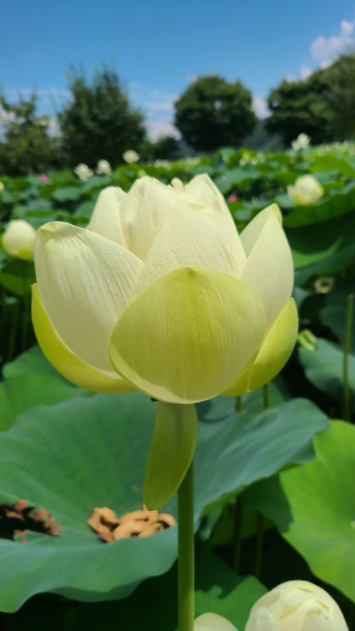 lotus