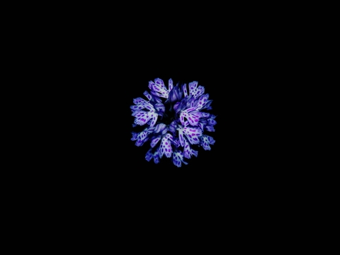 Blossom