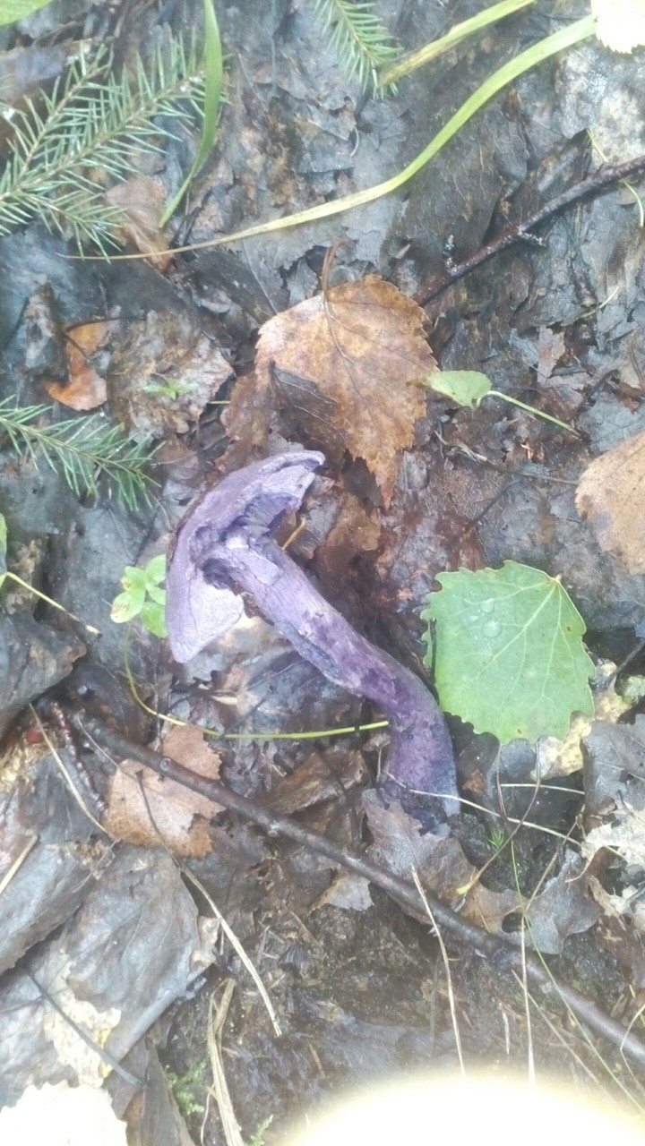 Mushroom