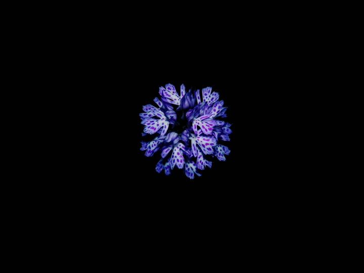 Blossom