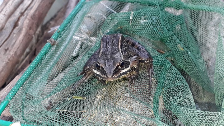 Frog