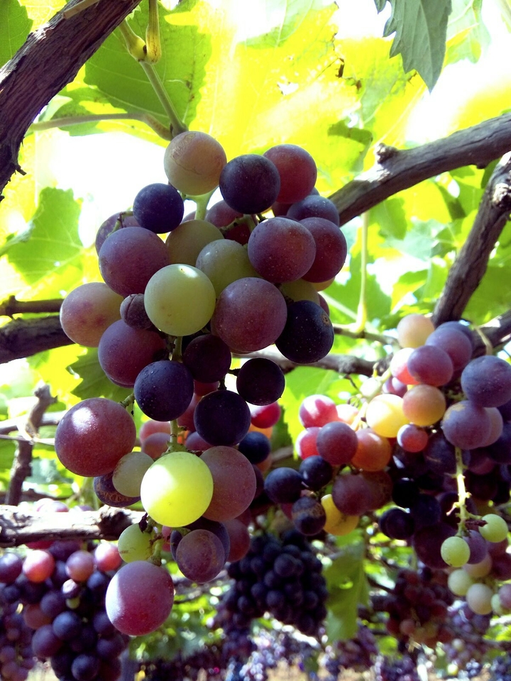 indian grapes