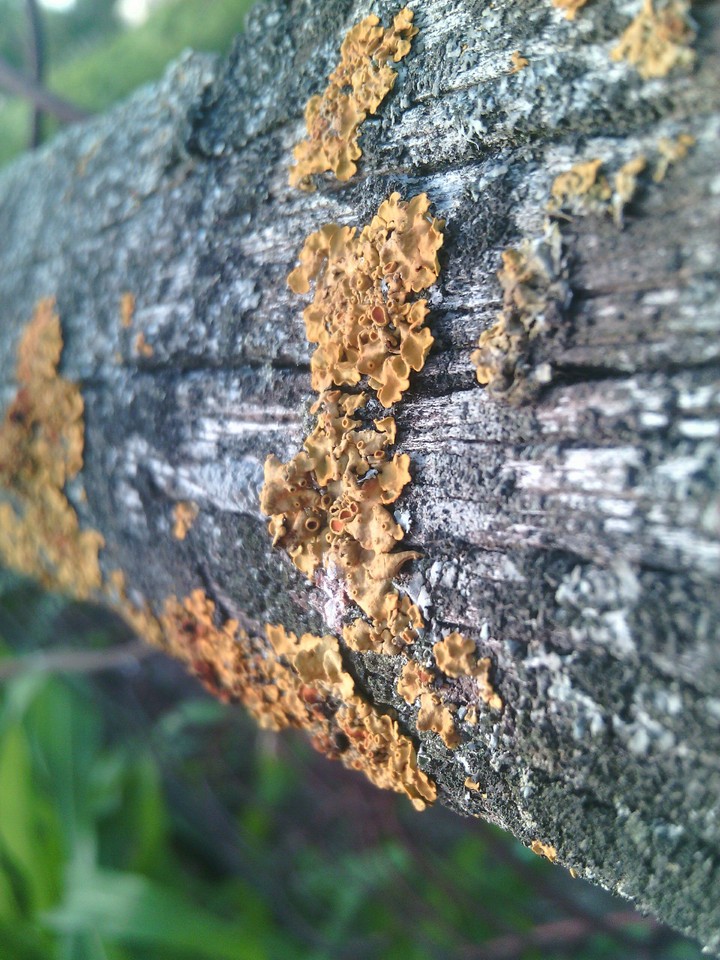 old wood