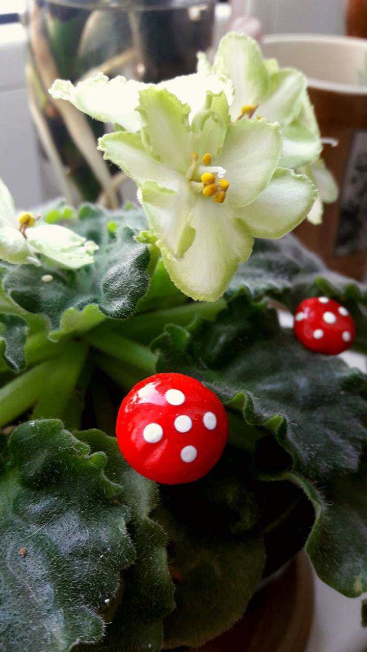 plant