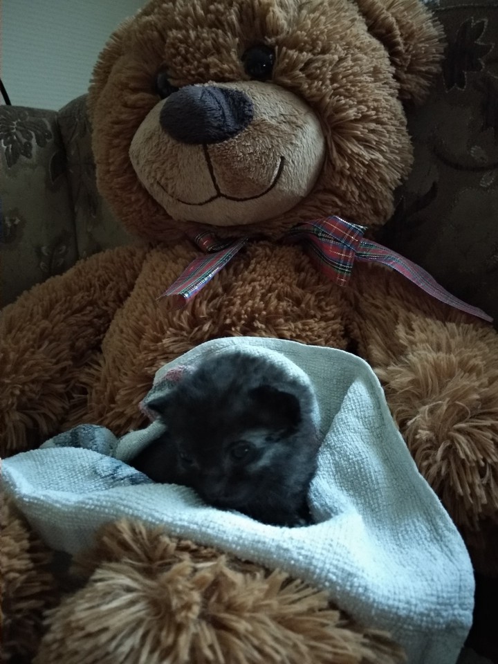 кот