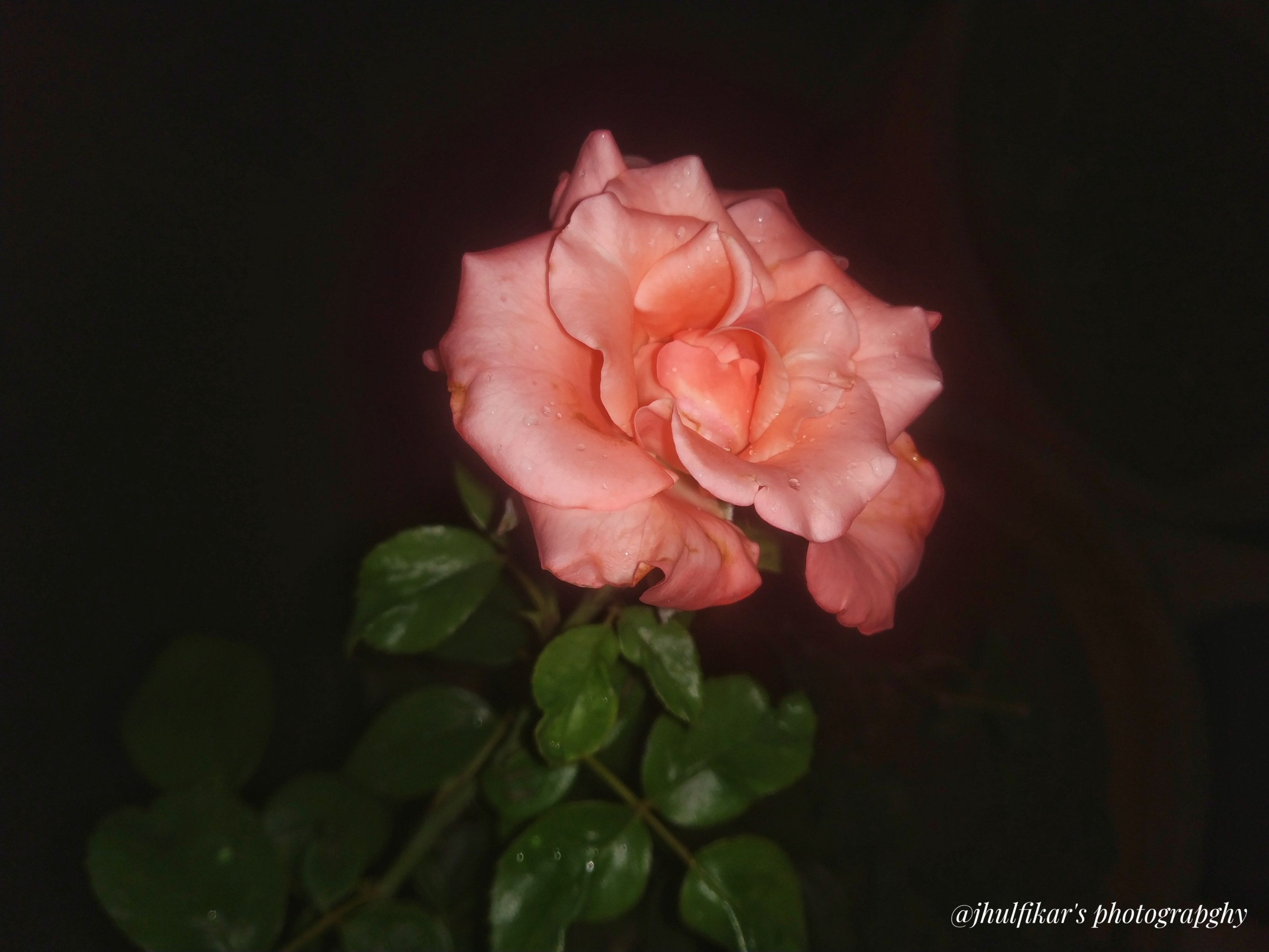 @ pink rose