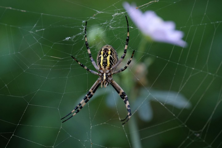 argiope