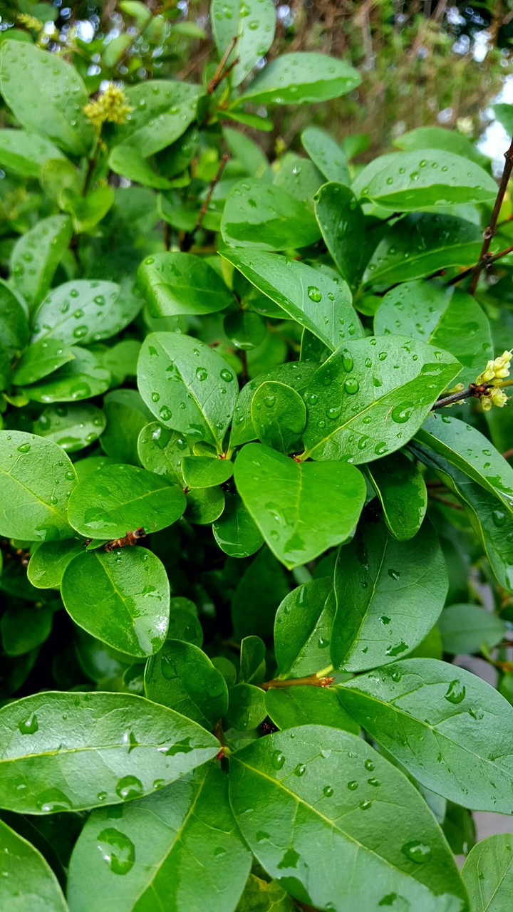 plant