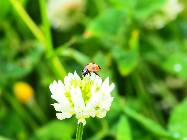 Ladybug