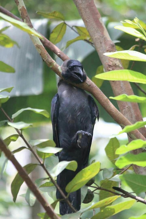 обои bird, rainforest