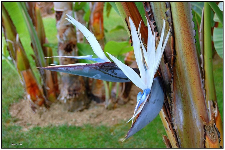 White Strelitzia reginae
