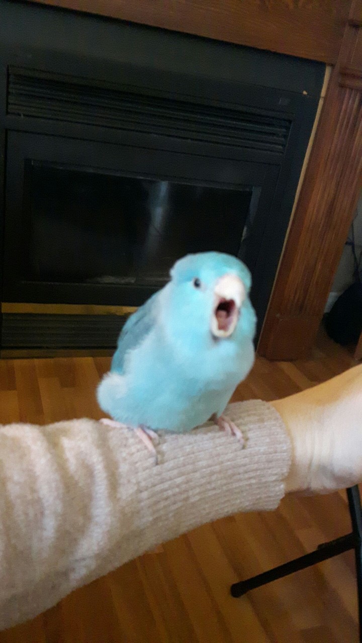 parrotlets