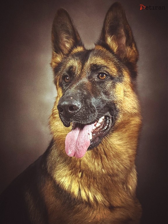 german