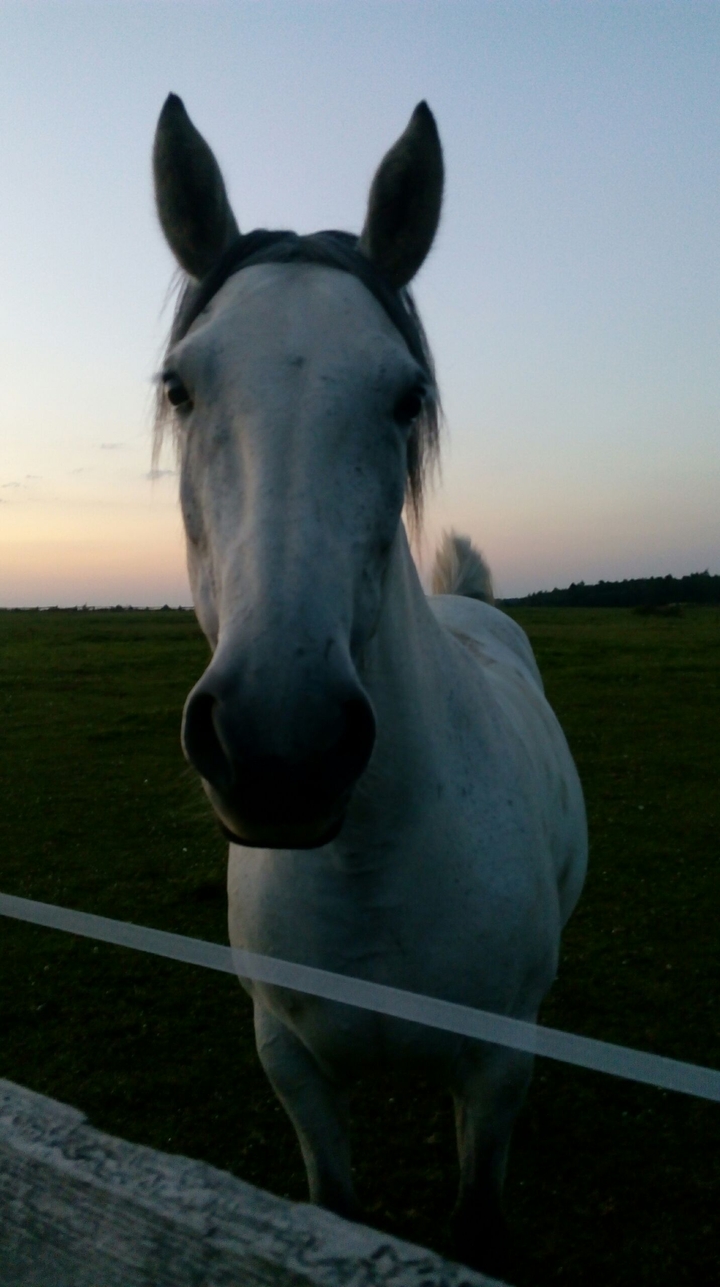 #love horse