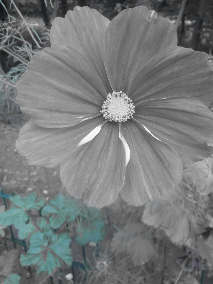Hauptdarsteller