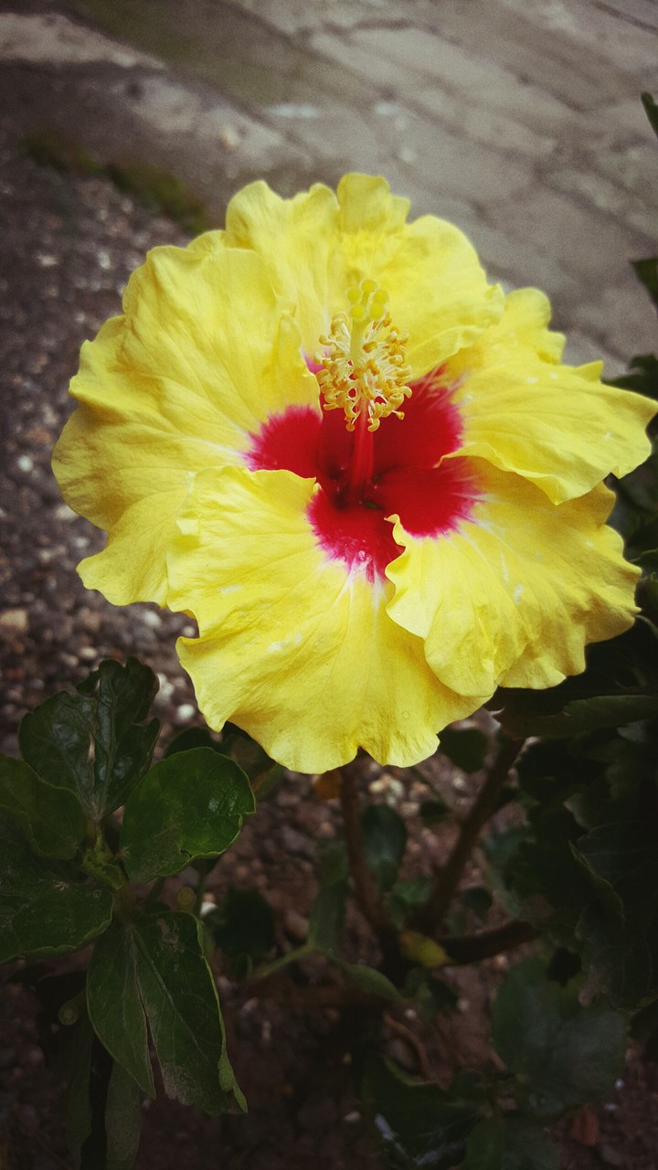 flower