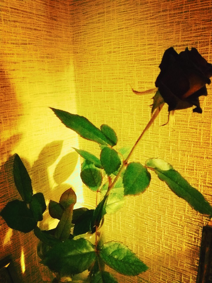 rose