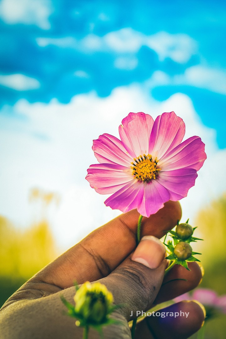 pink flower