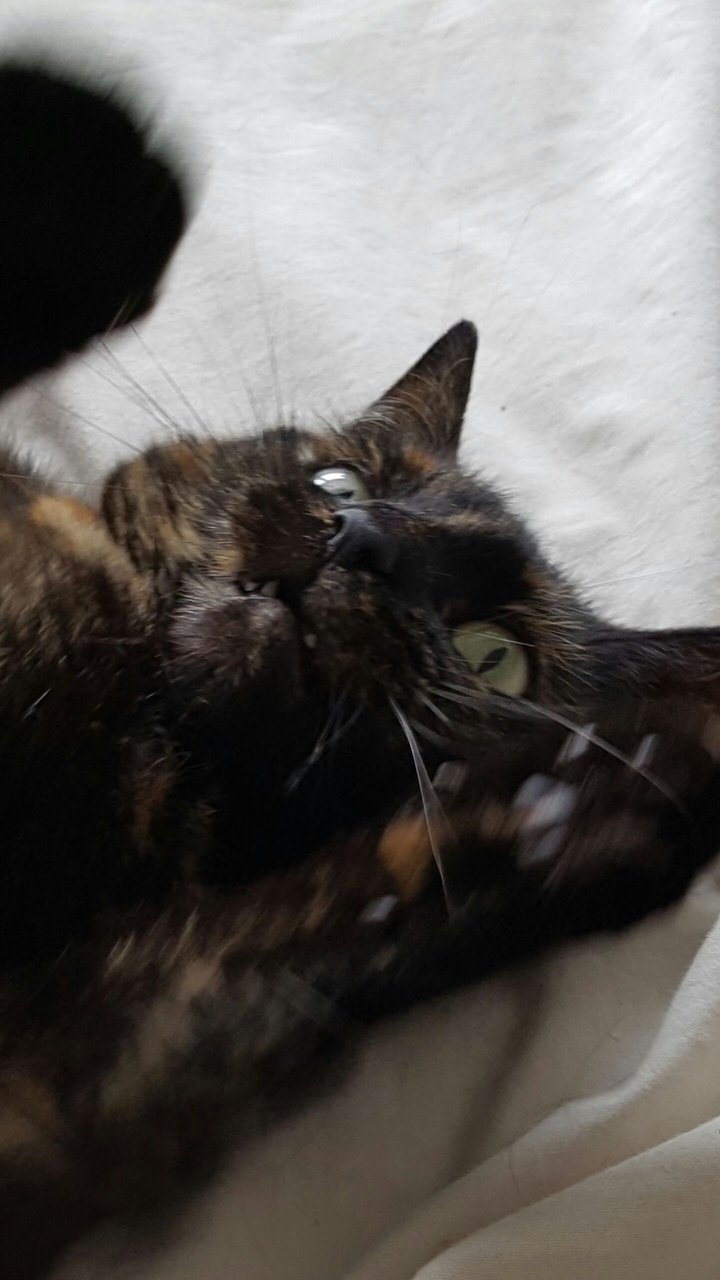 mental cat