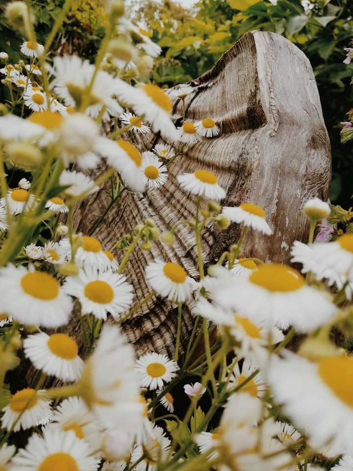 Nature♥️