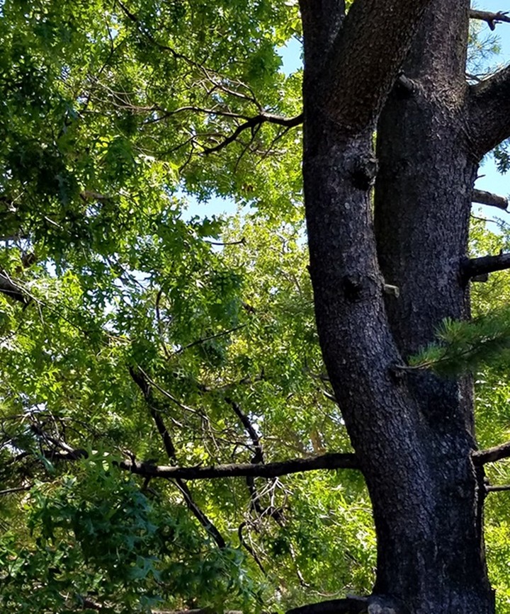 Jo's Summer Tree
