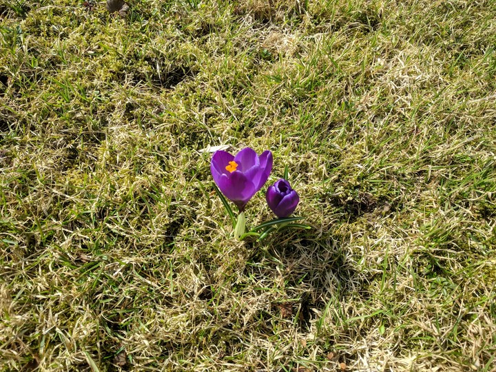 spring