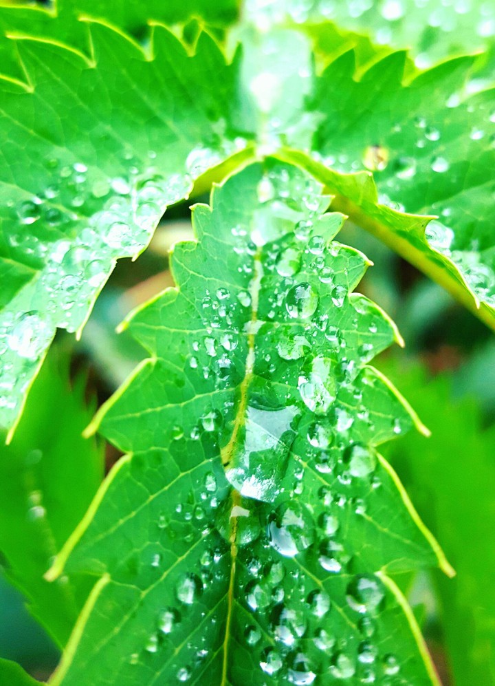 Gouttes d'eau