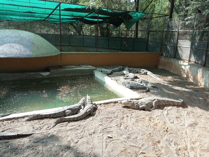crocodile