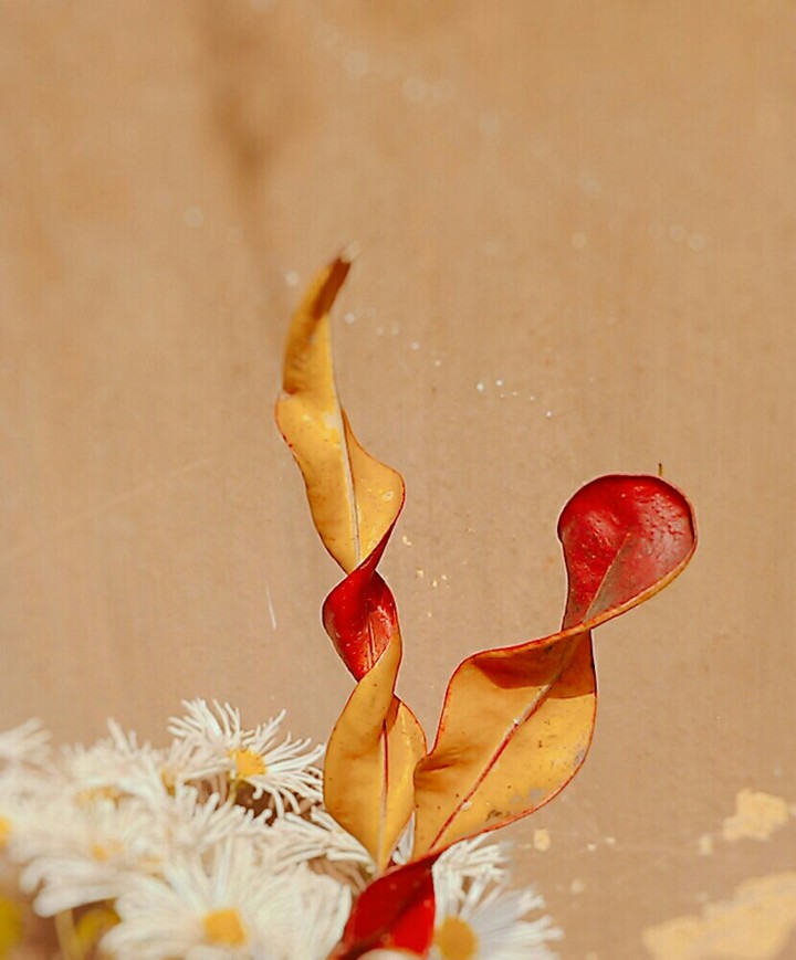 Spindle shaped leaves