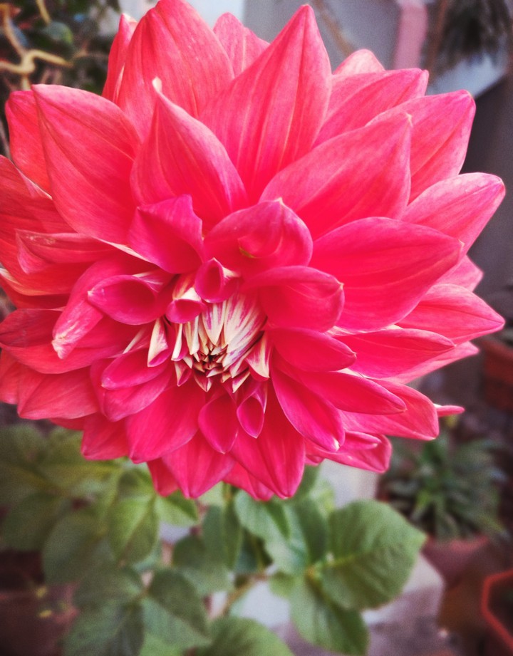 Gifts of Nature - Flowers