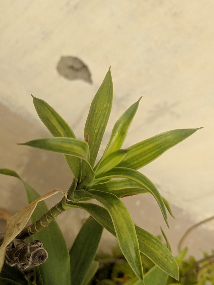 go green