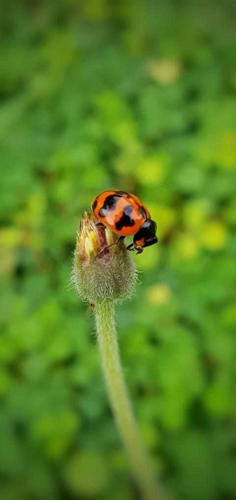 lady bird