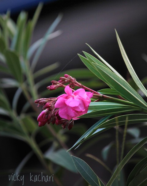 flower love