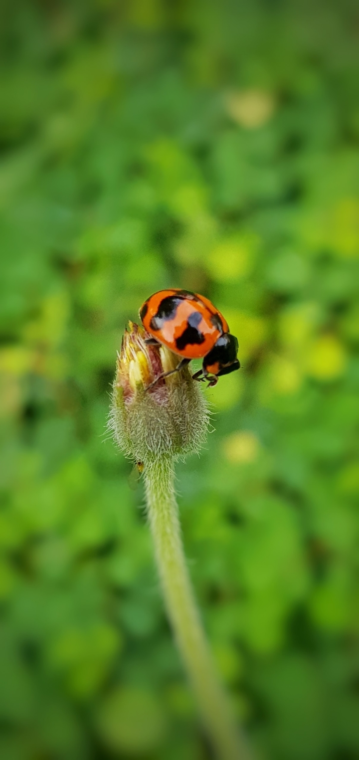 lady bird