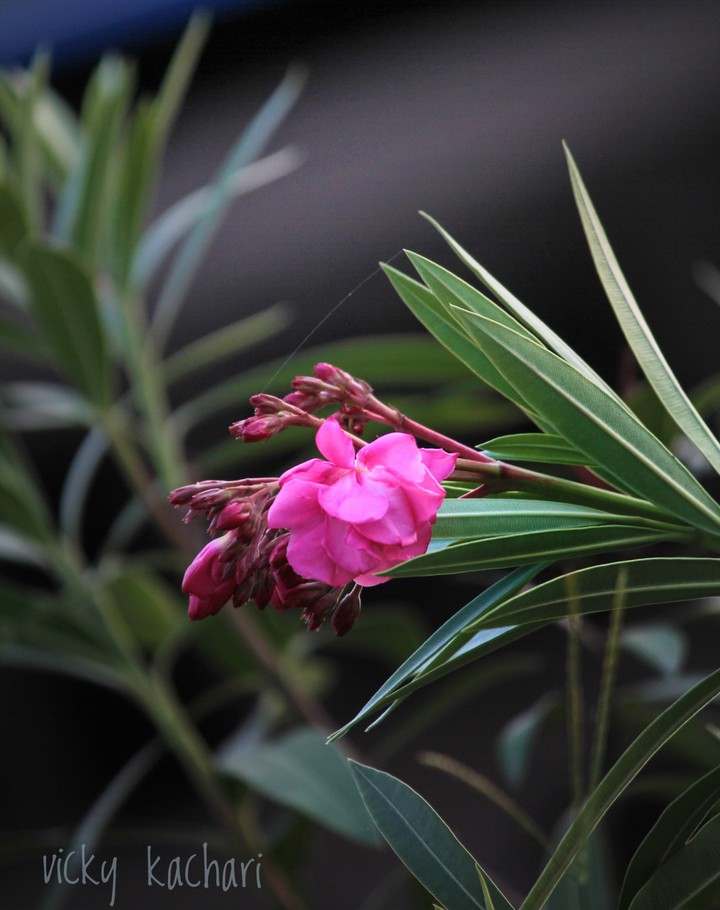 flower love