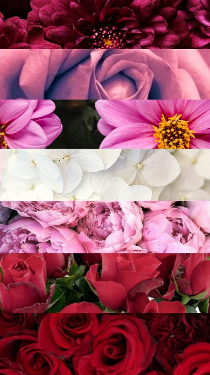 lesbian pride but with flowers