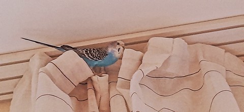 lovely budgie