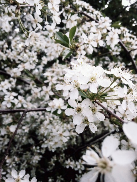 cherry