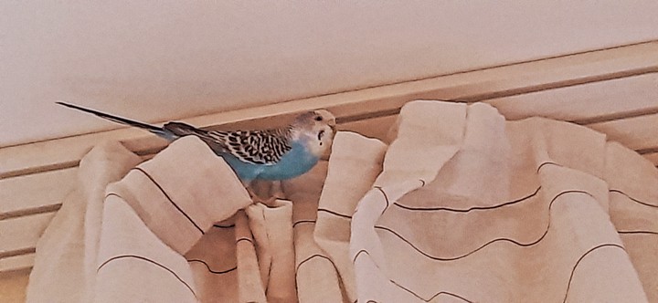 lovely budgie