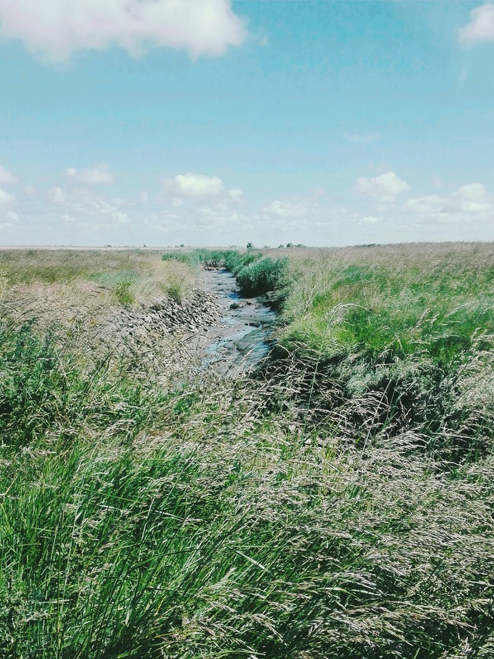 small stream between blowing grasses