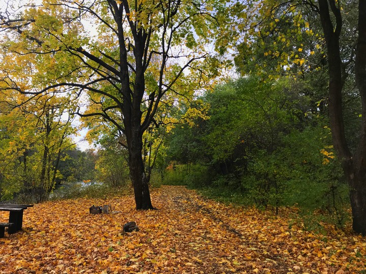 Autumn trees