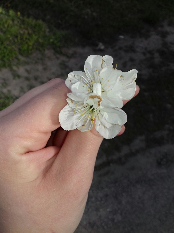 цветы