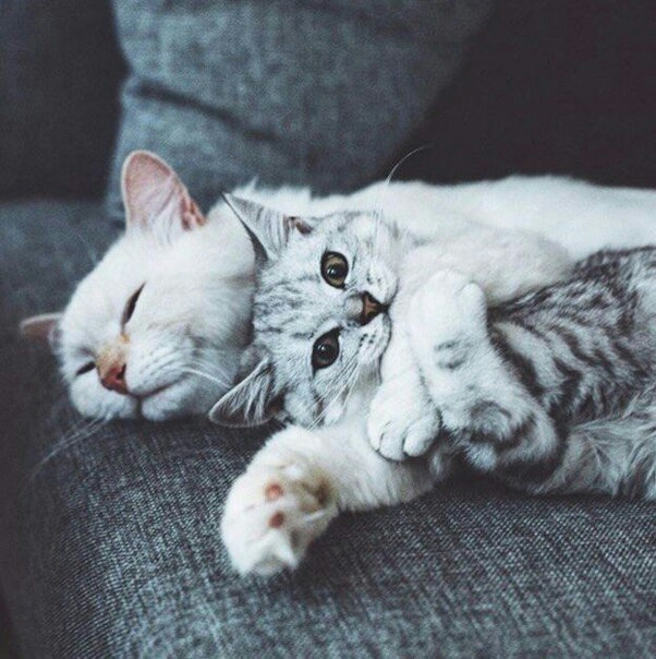 cats