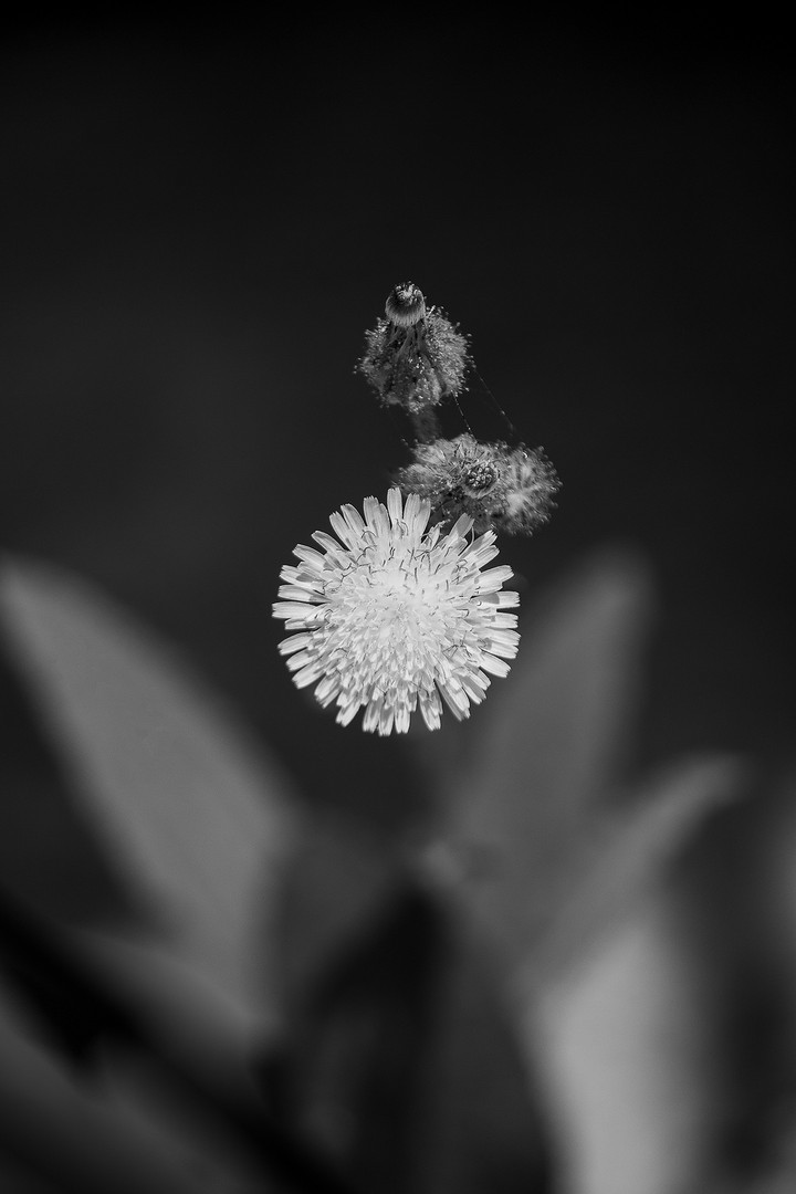 concentric wild