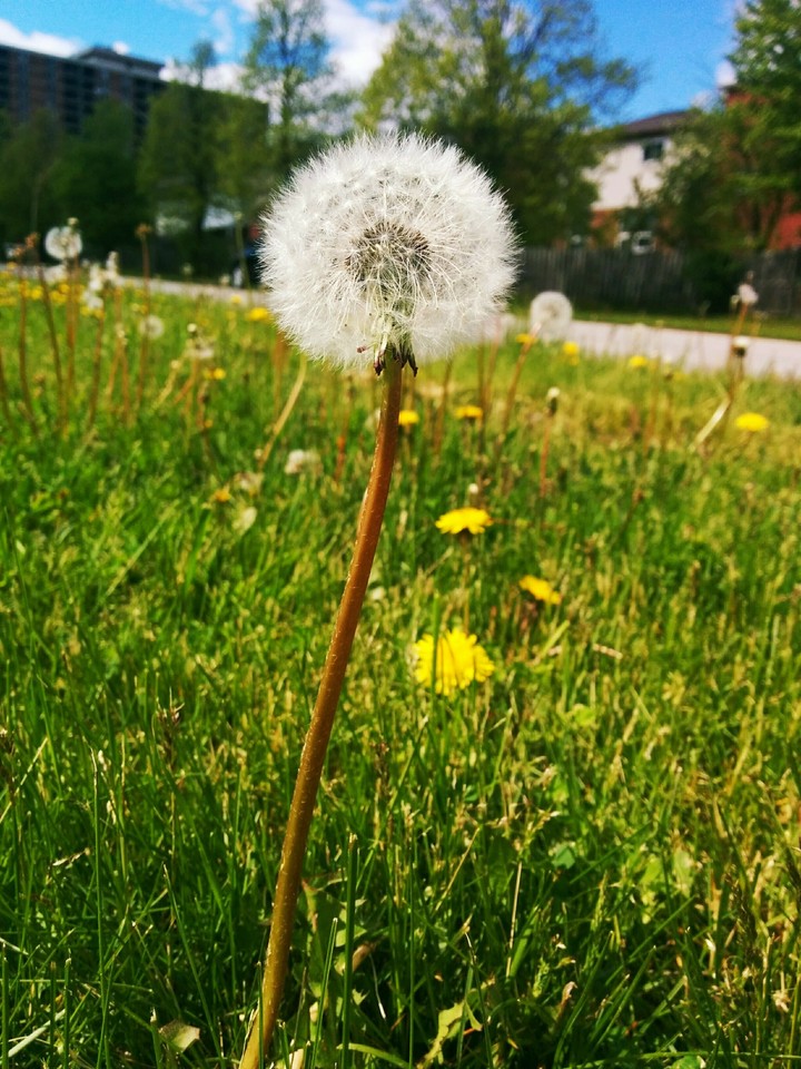 Dandelion