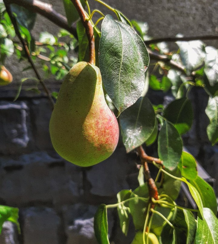 pear