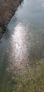 Swimming of Birds in Namgang River, Jinju-si, South Korea