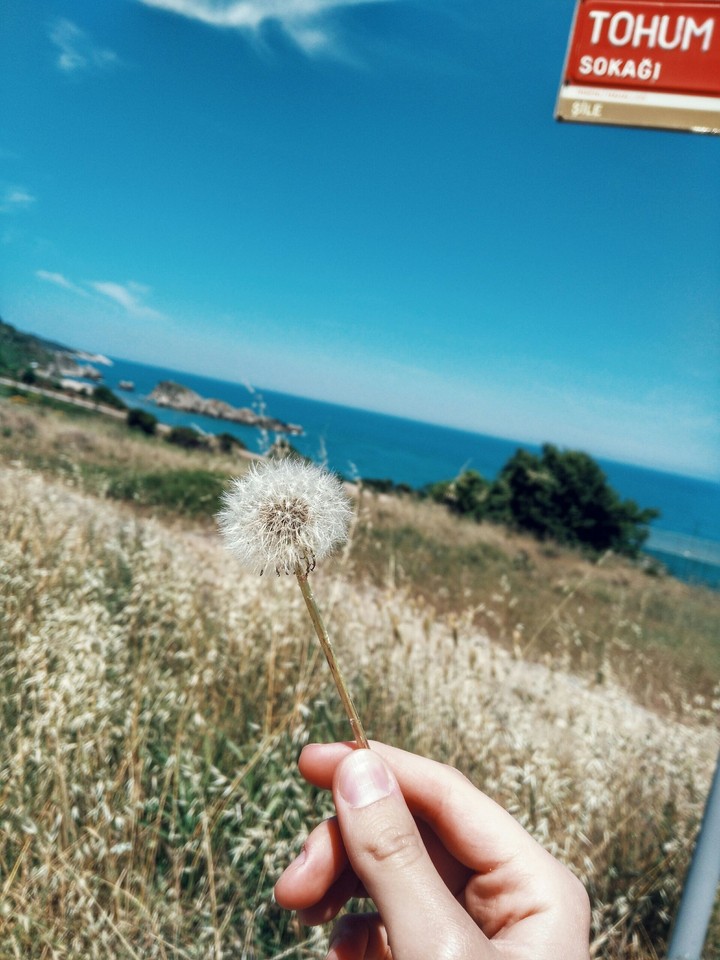 Dandelion