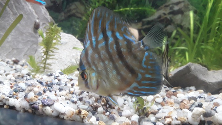 discus fish