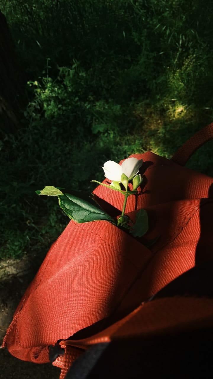 FlowerInBag